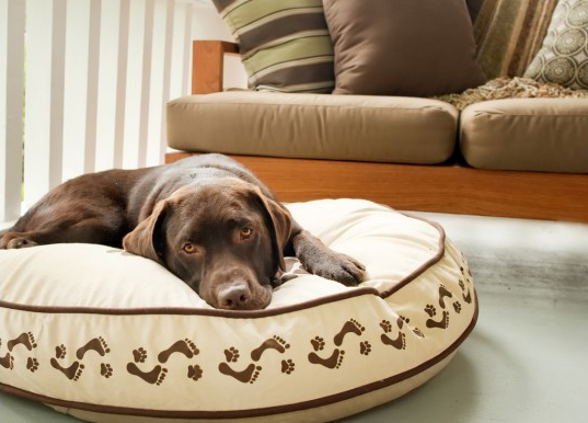 pet play foot prints round dog bed