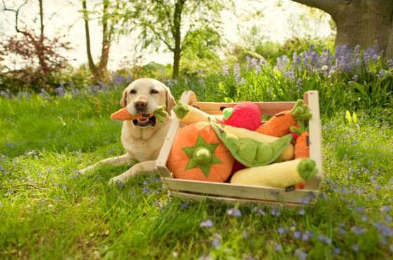 pet play garden fresh plush dog toys
