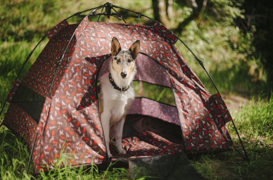 pet play outdoor dog tent